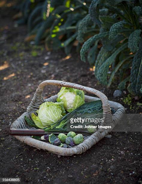 basket with vegetables in garden - cabbage stock pictures, royalty-free photos & images