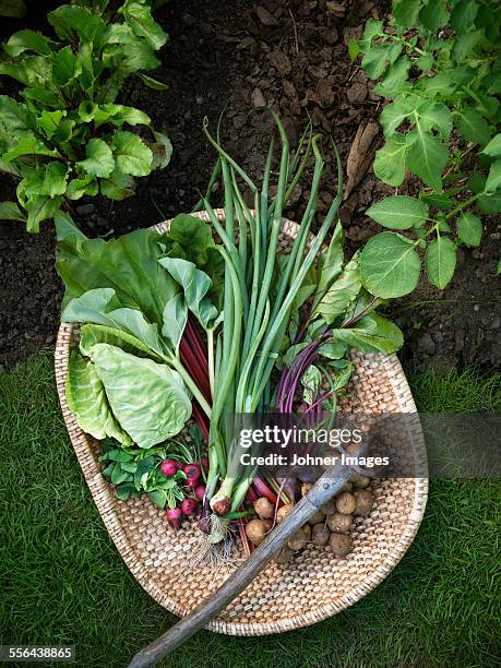 vegetables in basket - onion family stock pictures, royalty-free photos & images