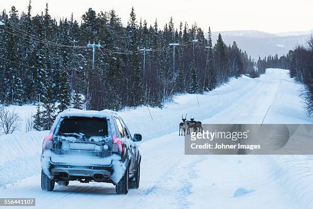 car and reindeer on country road at winter - snow covered road stockfoto's en -beelden