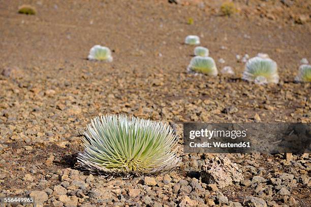 usa, hawaii, maui, haleakala, silversword growing in volcanic crater - argyroxiphium sandwicense stock-fotos und bilder