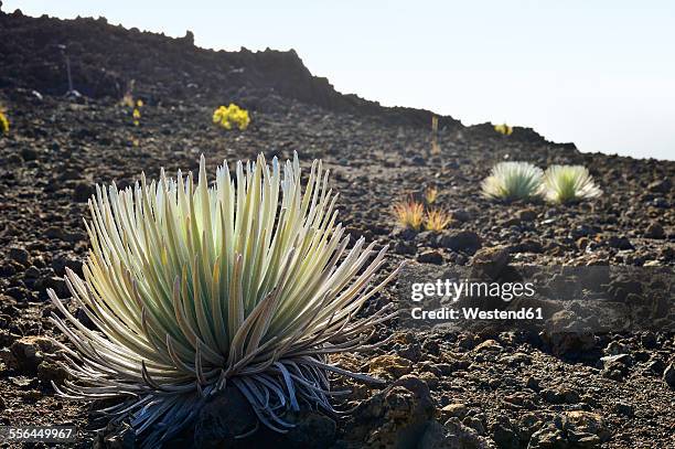 usa, hawaii, maui, haleakala, silversword growing in volcanic crater - argyroxiphium sandwicense stock-fotos und bilder