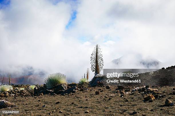 usa, hawaii, maui, haleakala, silversword growing in volcanic crater - argyroxiphium sandwicense stock-fotos und bilder