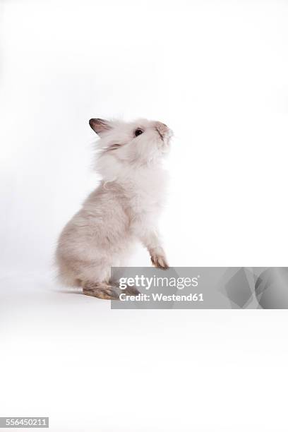 20 Rabbit On Hind Legs Stock Photos, High-Res Pictures, and Images ...