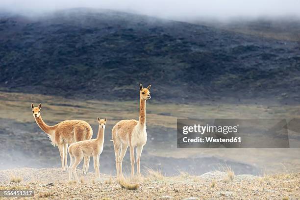 ecuador, chimborazo, vicuna family - vicuna stock pictures, royalty-free photos & images