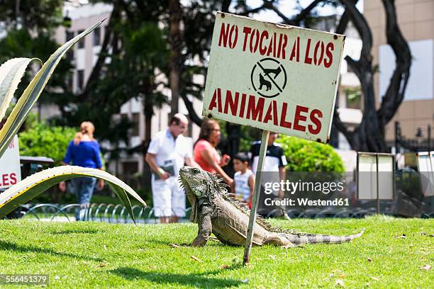 ecuador, guayaquil, parque seminario, green iguana on turf - seminario stock pictures, royalty-free photos & images