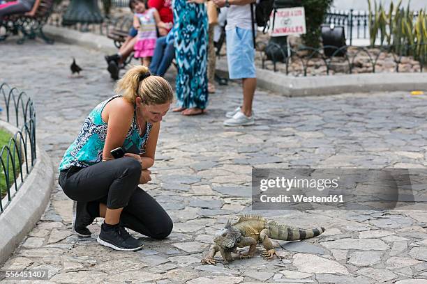 ecuador, guayaquil, parque seminario, female tourist watching green iguana - guayaquil stock pictures, royalty-free photos & images