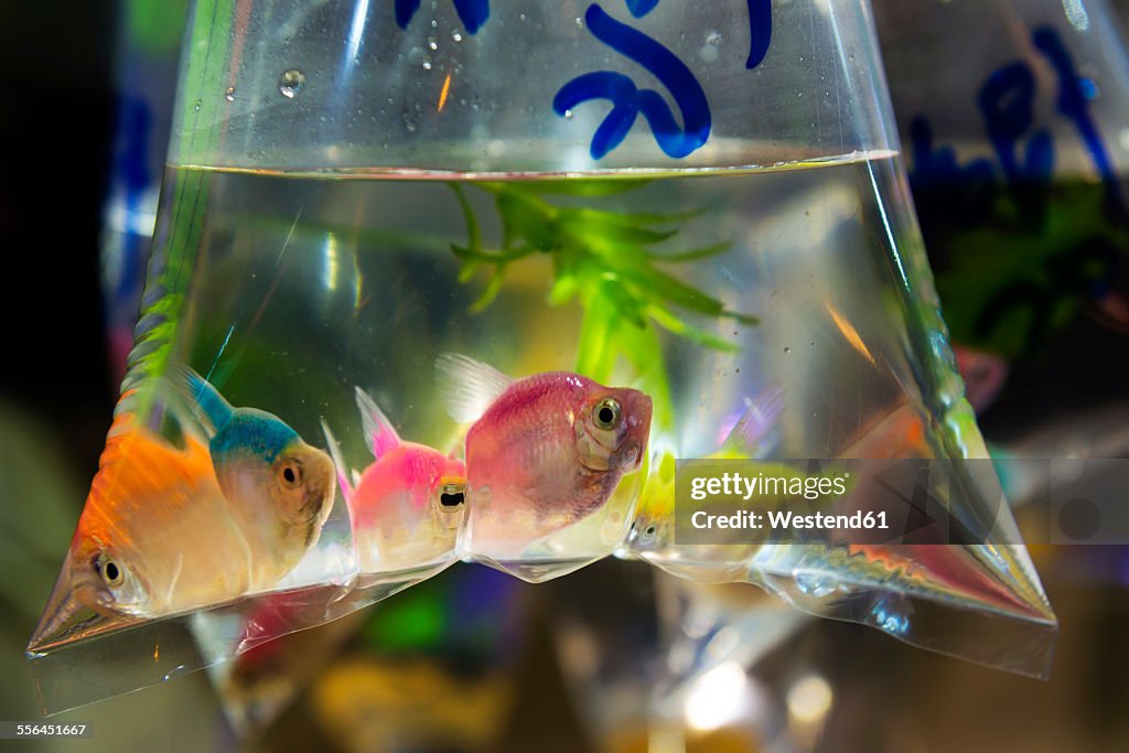 China, Hong Kong, Kowloon, fish in a plastic bag in the fish market