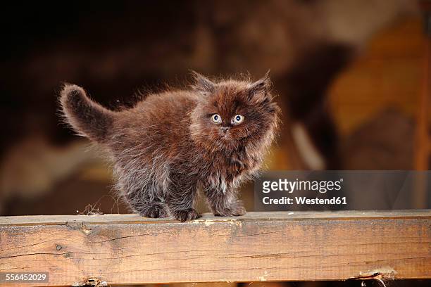 British Longhair kitten standing on wooden beam