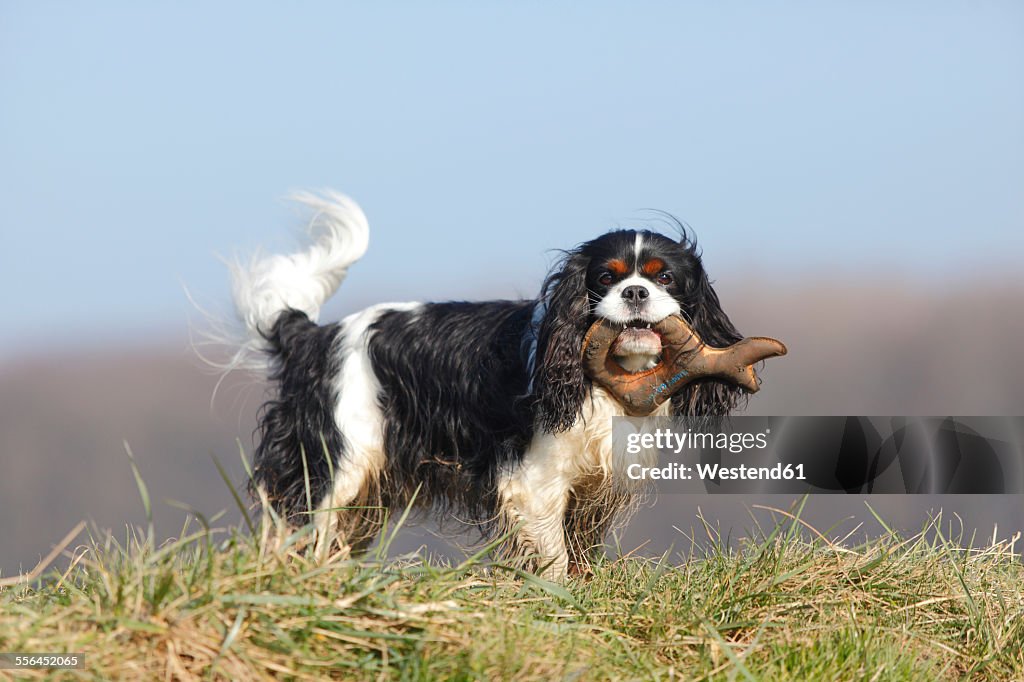 Cavalier King Charles Spaniel with dog toy standing on a meadow