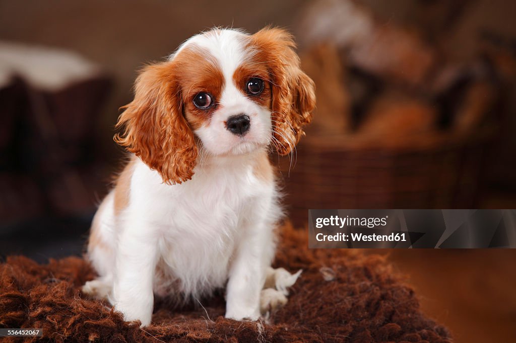 Portrait of Cavalier King Charles Spaniel puppy sitting on sheep skin