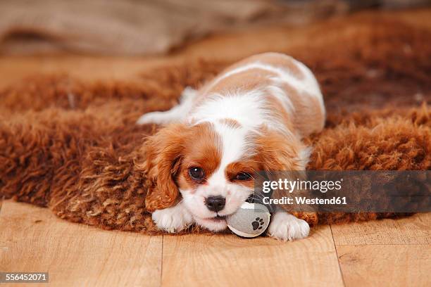 portrait of cavalier king charles spaniel puppy lying on sheep skin - kauwen stockfoto's en -beelden