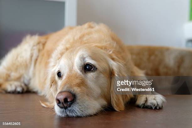 tired golden retriever lying on wooden floor - china foto e immagini stock