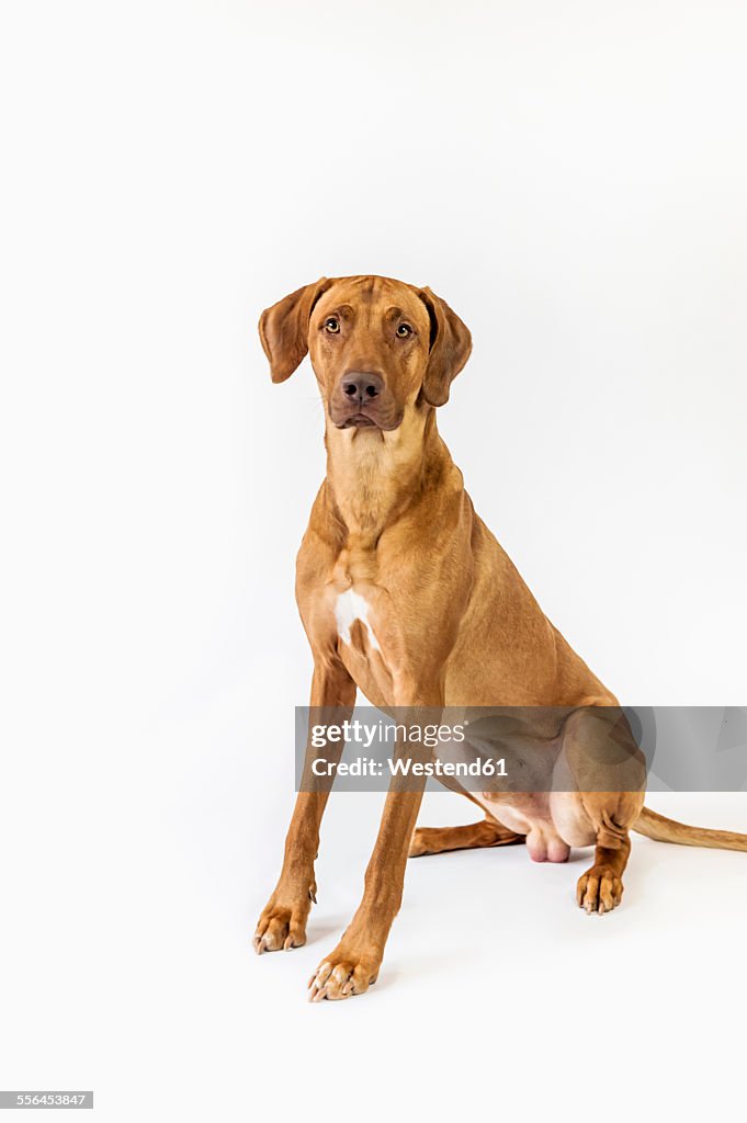 Rhodesian Ridgeback in front of white background