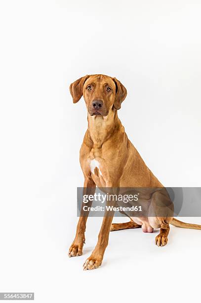 Bloodhound X Rhodesian Ridgeback Bloodhound Tracking Photos and Premium High Res Pictures - Getty Images