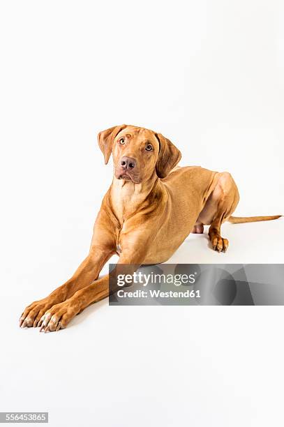 Bloodhound X Rhodesian Ridgeback 2,111 Bloodhound Stock Photos, High-Res Pictures, and Images - Getty Images