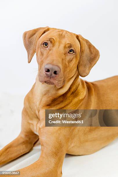 Bloodhound X Rhodesian Ridgeback Bloodhound Tracking Photos and Premium High Res Pictures - Getty Images