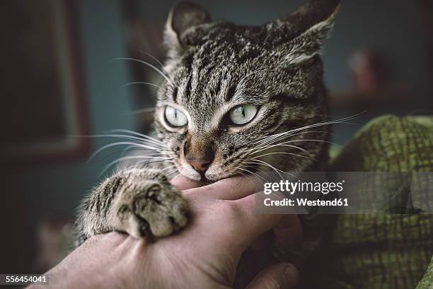 portrait of tabby cat biting and scratching owner's hand - cat hand stock-fotos und bilder