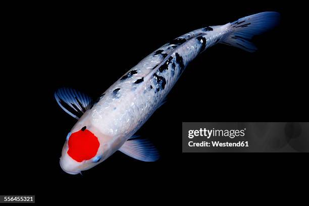 koi in a pond - koi carp stockfoto's en -beelden