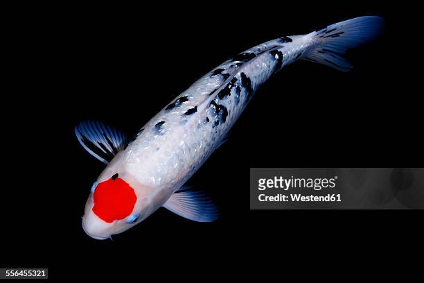 koi in a pond - koi carp stock pictures, royalty-free photos & images
