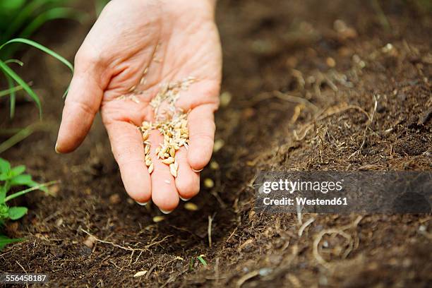 woman's hand with seeds - frö bildbanksfoton och bilder