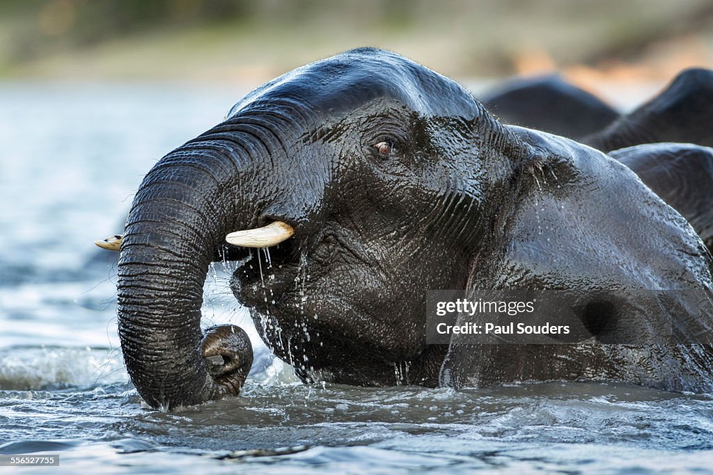 African Elephant in Chobe River, Botswana