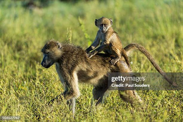 chacma baboon and infant, botswana - baboon stock pictures, royalty-free photos & images