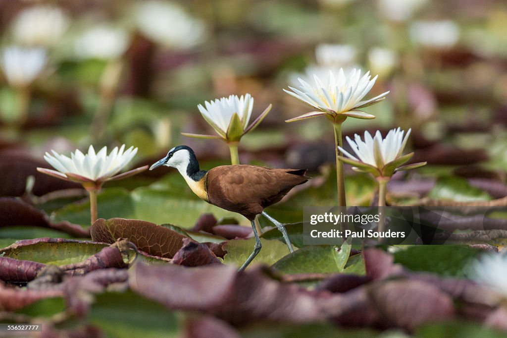 Jacana on Water Lilies,  Botswana