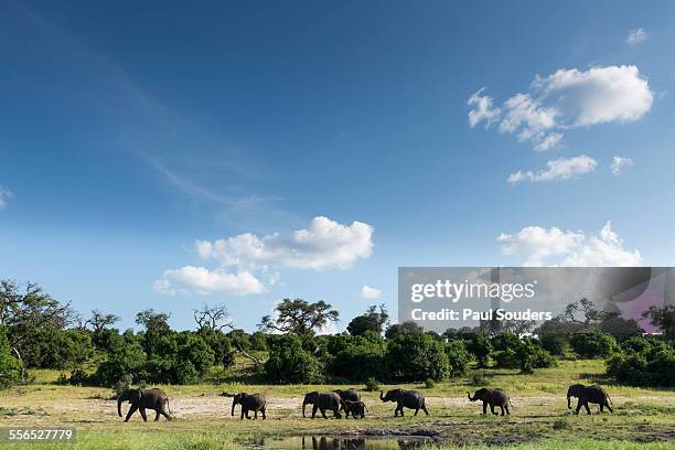 african elephant herd, botswana - african elephants stock pictures, royalty-free photos & images