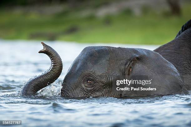 african elephant in chobe river, botswana - animal trunk 個照片及圖片檔