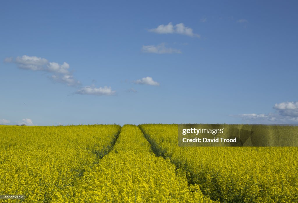 Yellow mustard field and blue sky