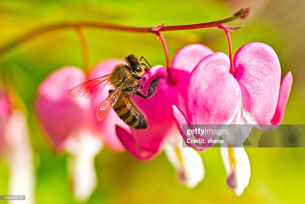 Honeybee's feeding over the bleeding heart