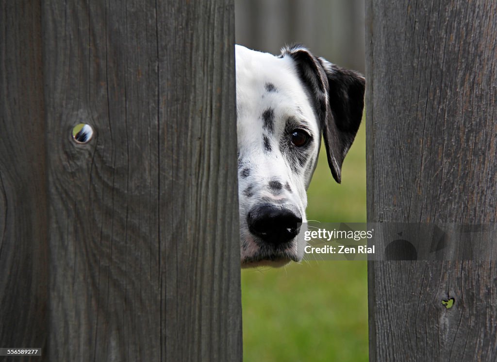 Dalmatian dog peeking through wooden fence