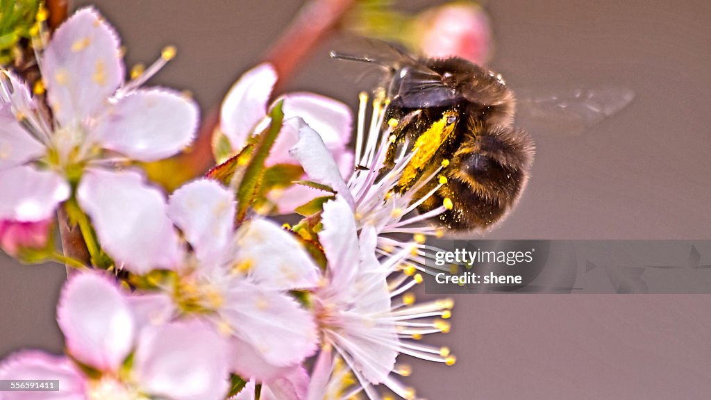 Bumblebee over the plum blossom