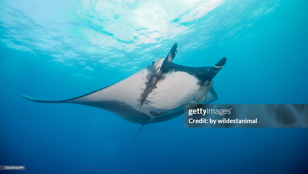 Under a giant manta