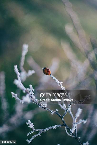 frozen briar twig with berry - rosa eglanteria stock pictures, royalty-free photos & images