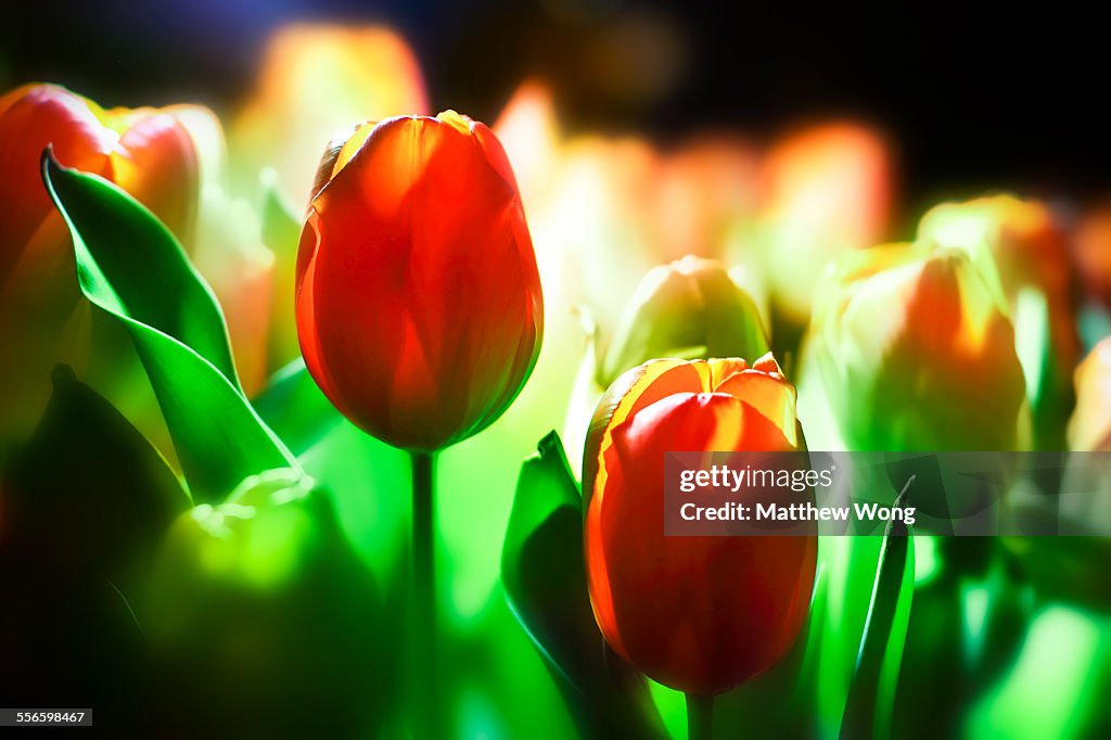 Tulips