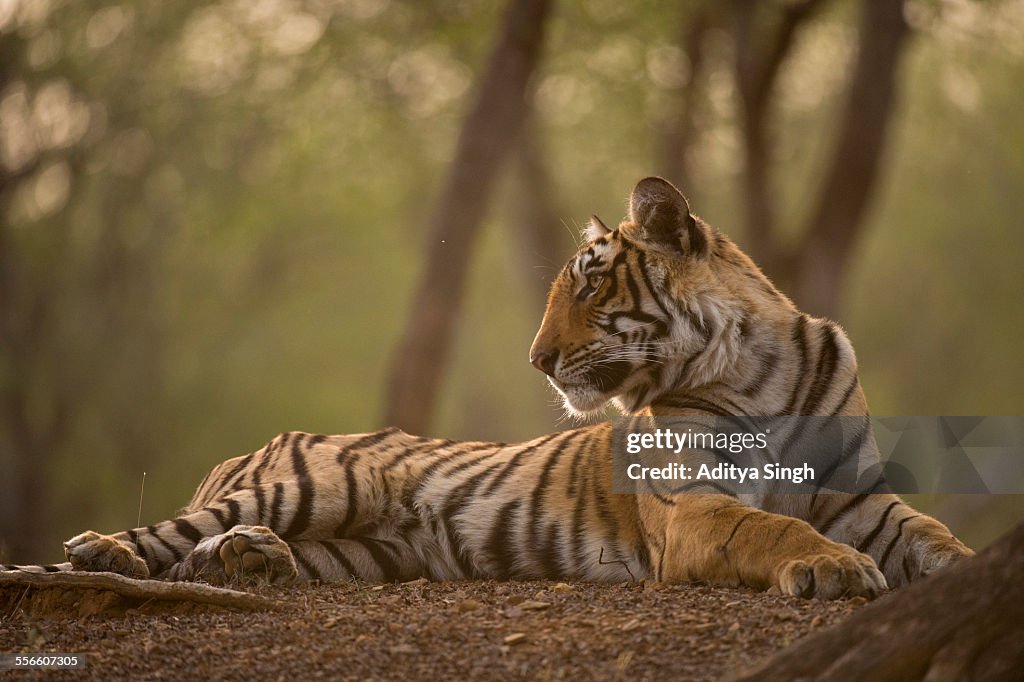 Backlit tiger in a forest