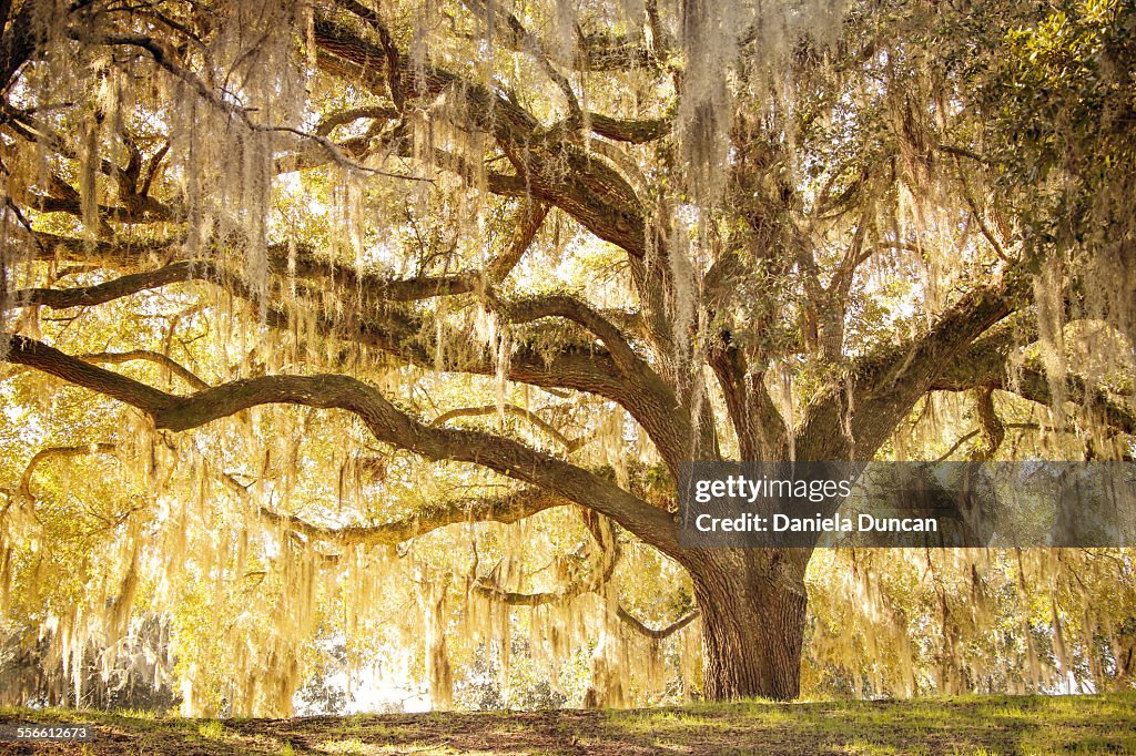 Beautiful Oak Tree