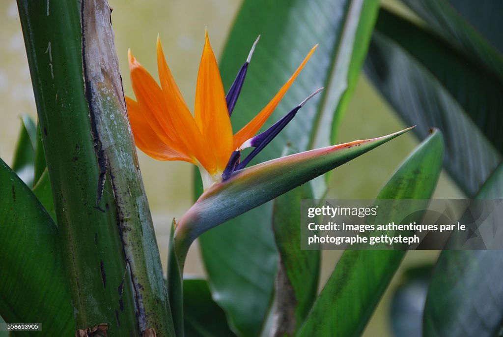 The paradise of bird plant