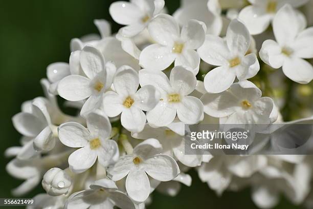 white lilac flowers - white lilac stock pictures, royalty-free photos & images