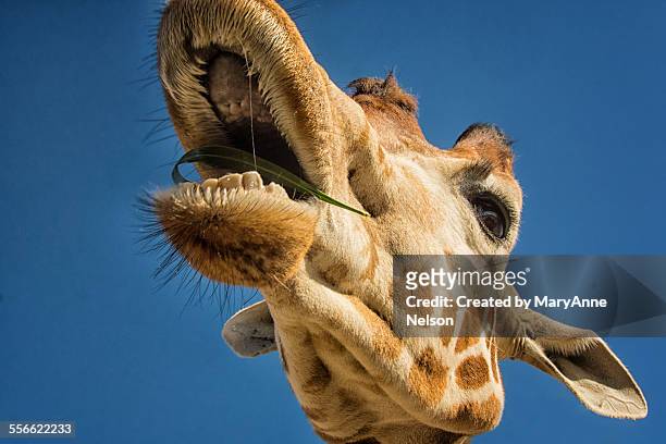 172 Giraffe Teeth Photos and Premium High Res Pictures - Getty Images