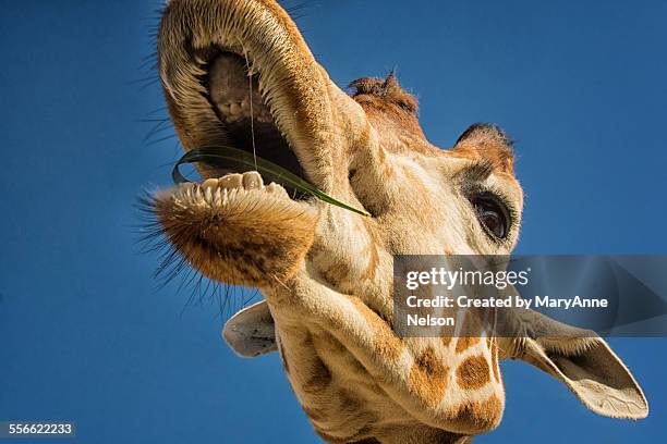 172 Giraffe Teeth Photos and Premium High Res Pictures - Getty Images 172 Giraffe Teeth Photos and Premium High Res Pictures - Getty Images