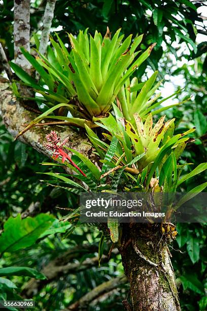 Bromeliad grows on a tree in the Peru jungle.