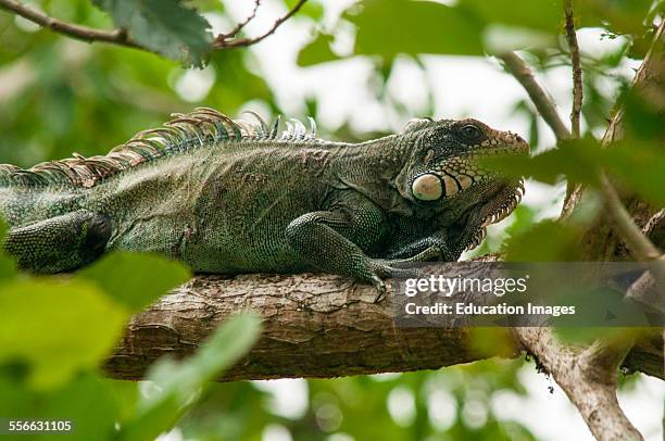 Green Tree Iguana, Peru.