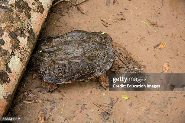 Matamata turtle, Peru.