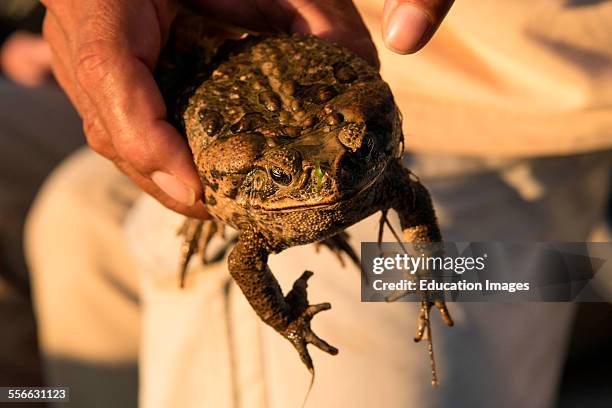 Giant Cane Toad, Peru.