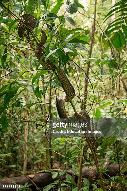 Anaconda snake climbs a tree, Peru.