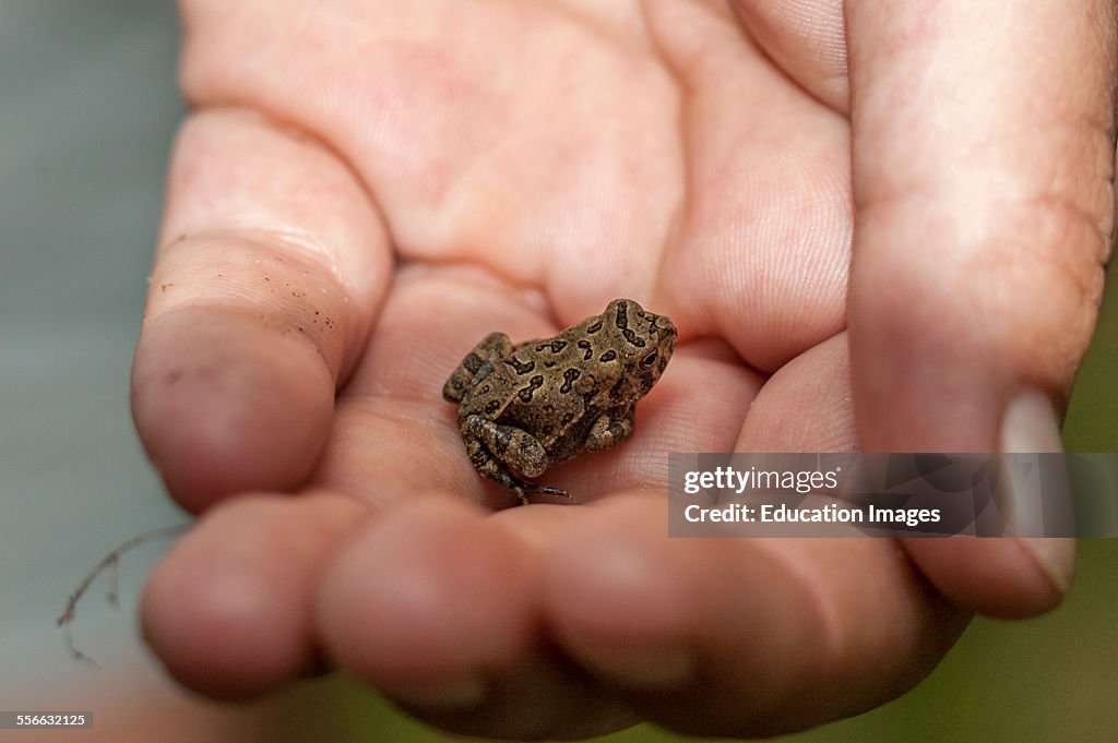 A very young tiny Fowlers Toad in Tennessee. The scientific name is Anaxyrus fowleri.