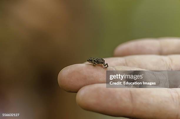 Very young tiny Fowlers Toad in Tennessee. The scientific name is Anaxyrus fowleri.