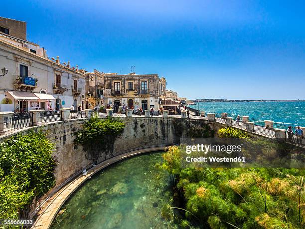 italy, sicily, siracusa, arethusa spring - ortygia stock-fotos und bilder